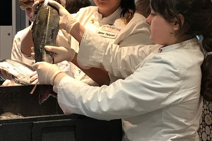 Fisch mit Björn Keste - ausnehmen, filetieren und verarbeiten